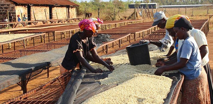 Women sort unroasted coffee beans