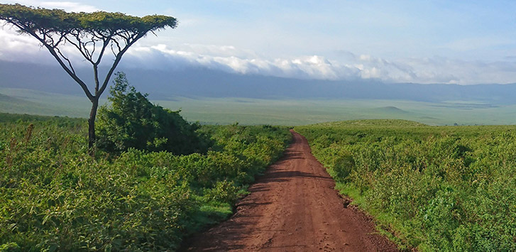 A dirt road in a safari