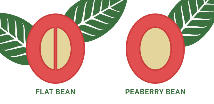 Flat bean versus peaberry bean