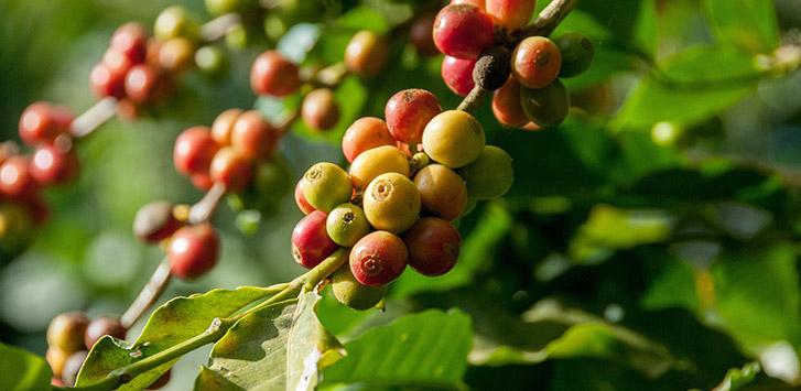 Coffee cherries on a plant