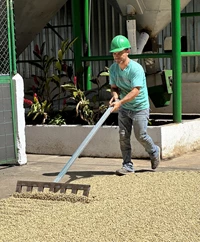 man raking coffee beans