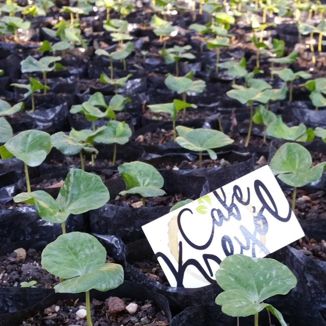 Plants for Own-a-Tree Project