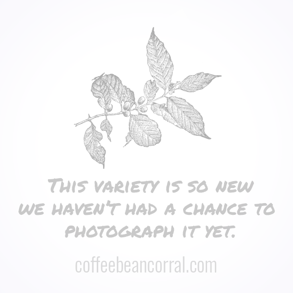  Nicaragua Finca La Rubia SHB