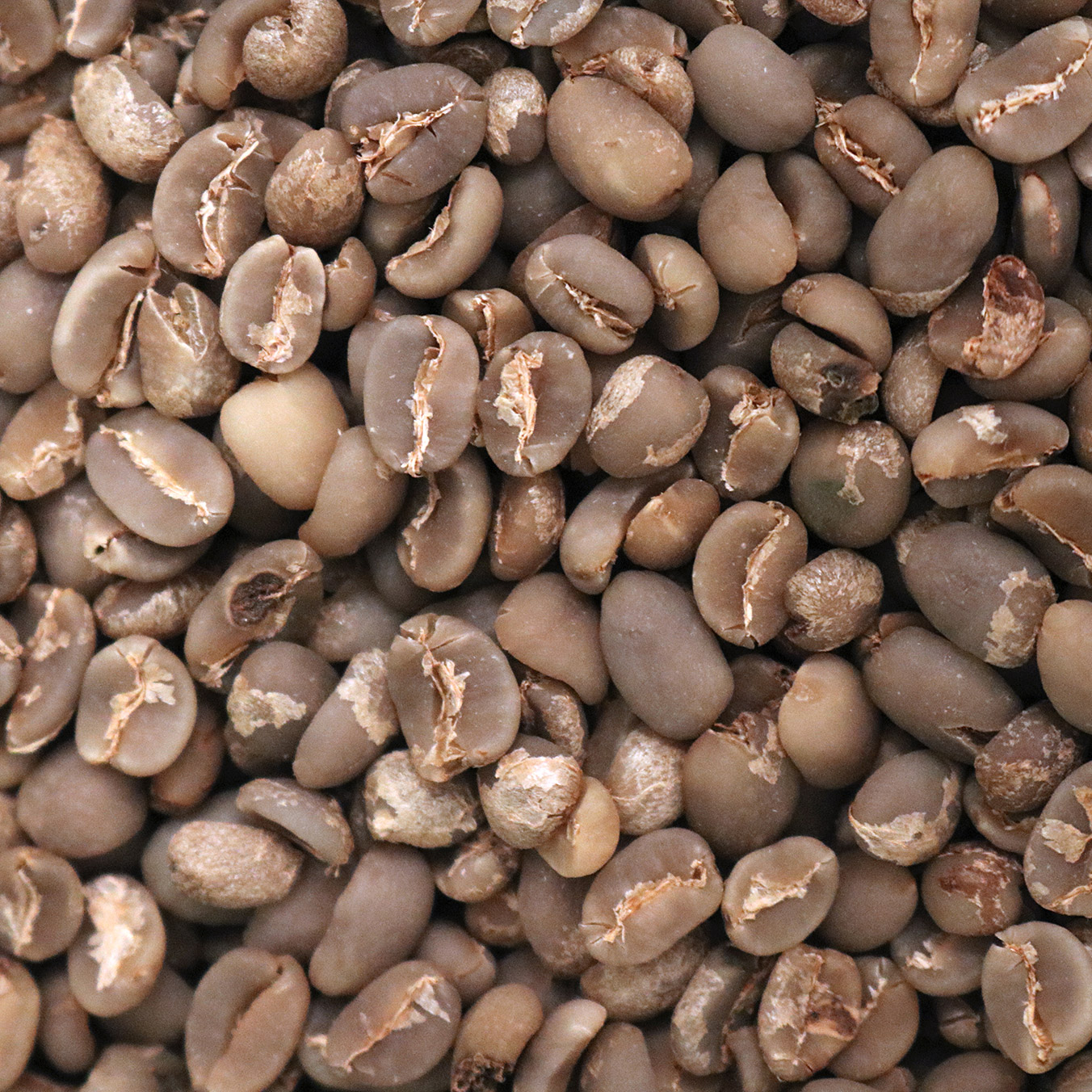 Blue Batak Coffee Review Blue Batak Coffee Review