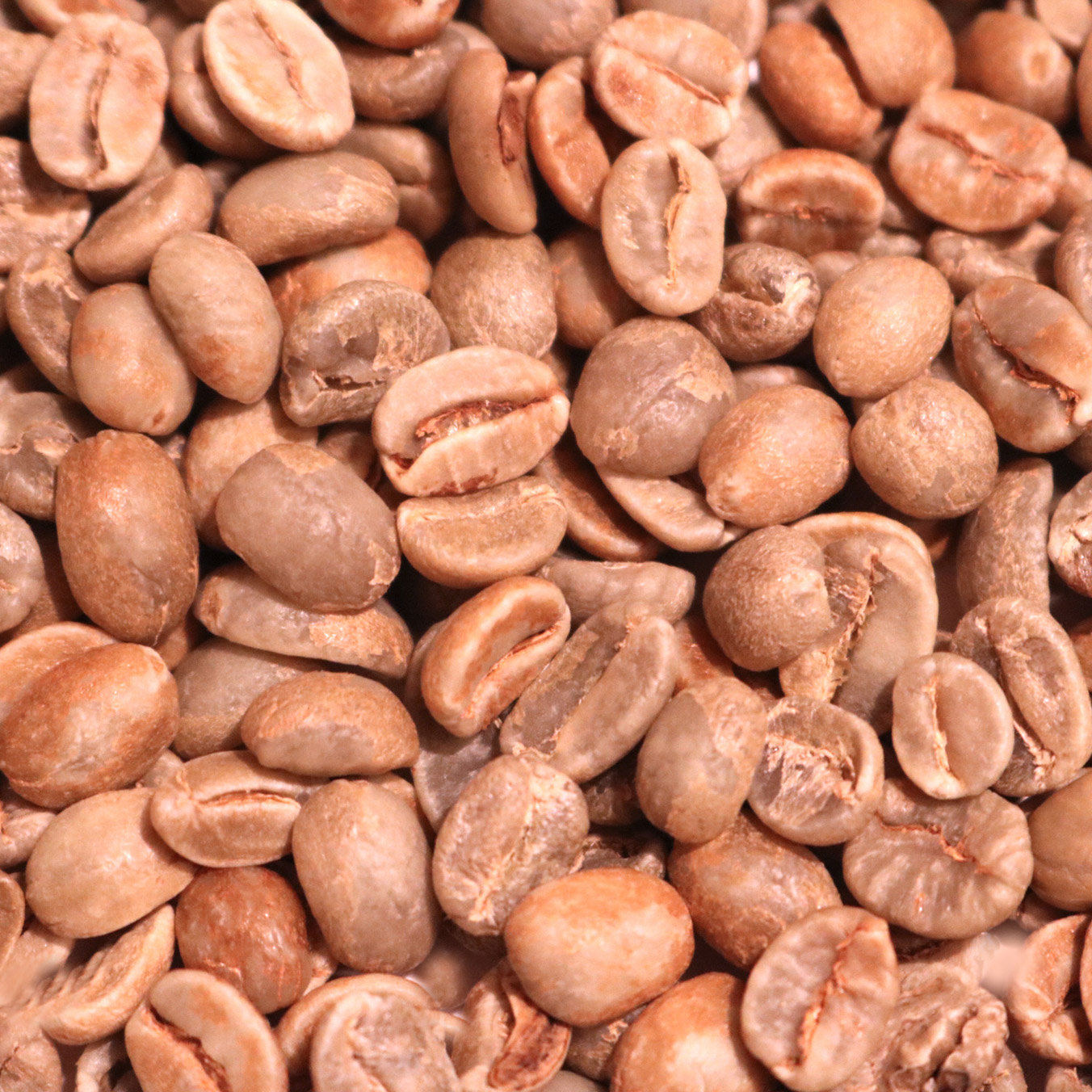 Honduras Organic - Marcala HONORGMARC