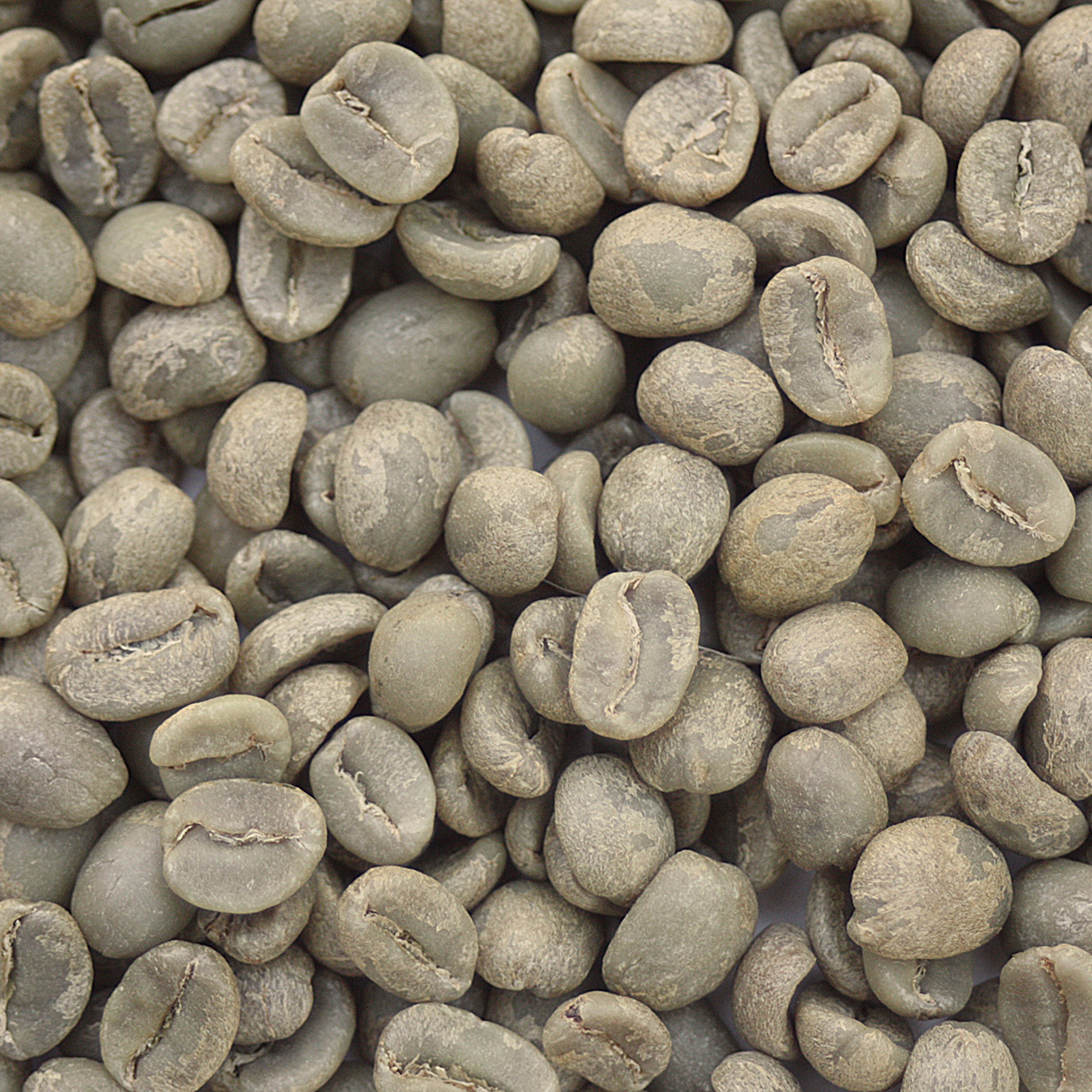 コーヒー ROBUSTA GAYO Guatemala Robusta Washed Unroasted Coffee Beans