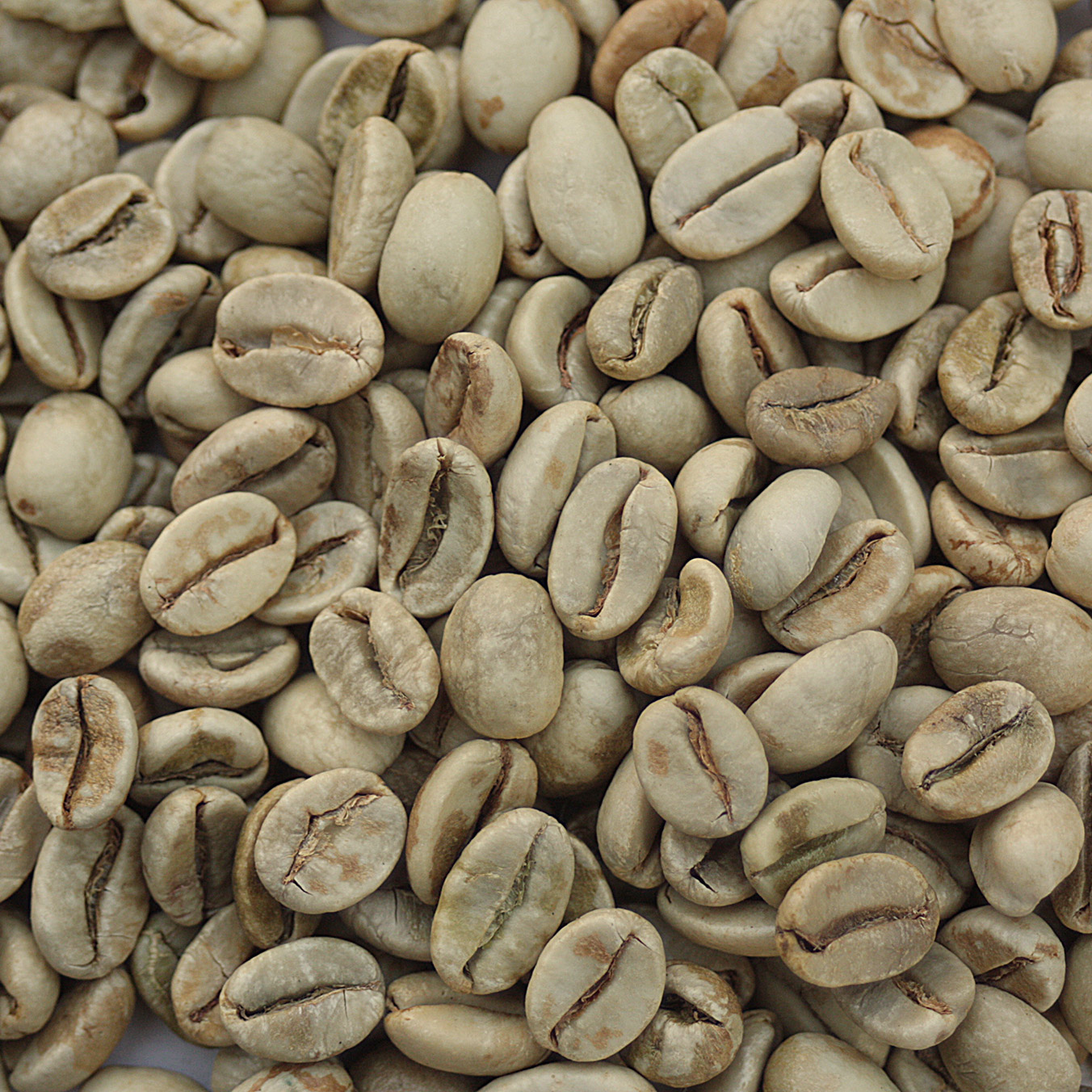 fokus Hæl lukke Indian Monsooned Malabar - Coffee Bean Corral