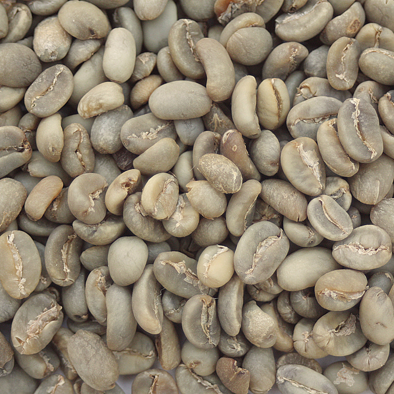 Sulawesi Toraja SulaTor