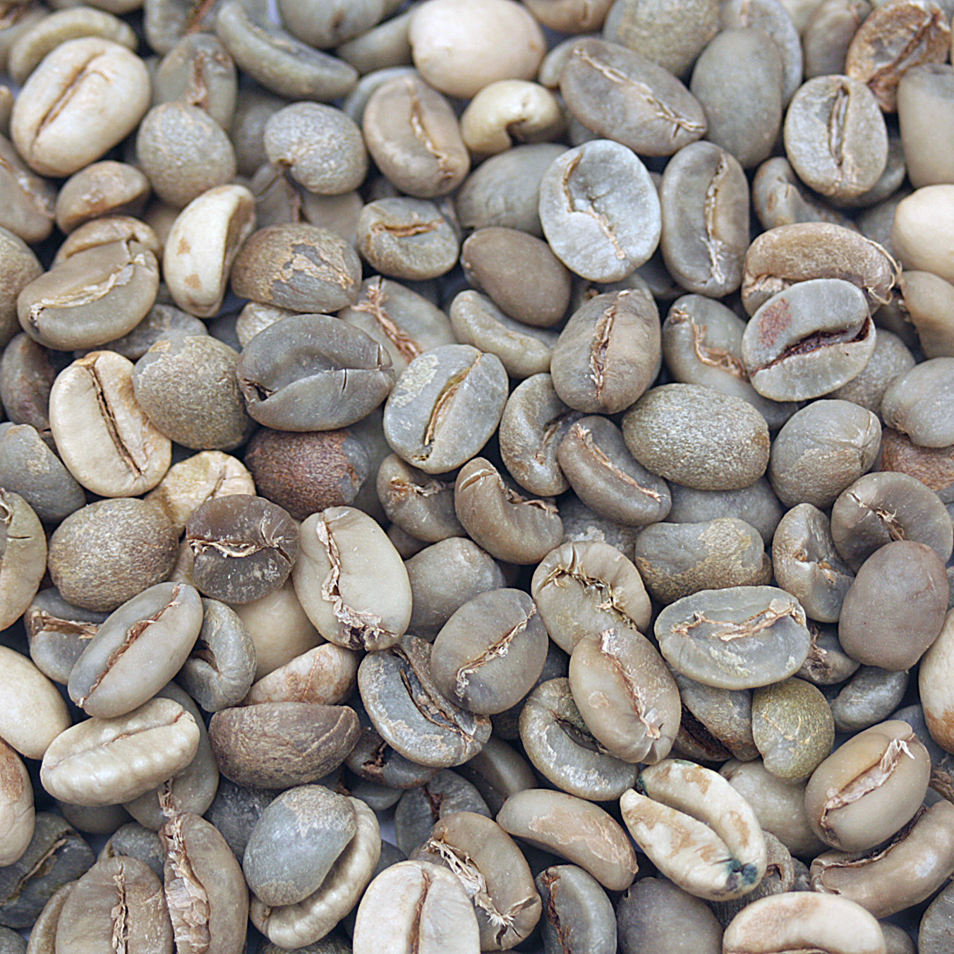 Onobeano's Latte Blend LATTE