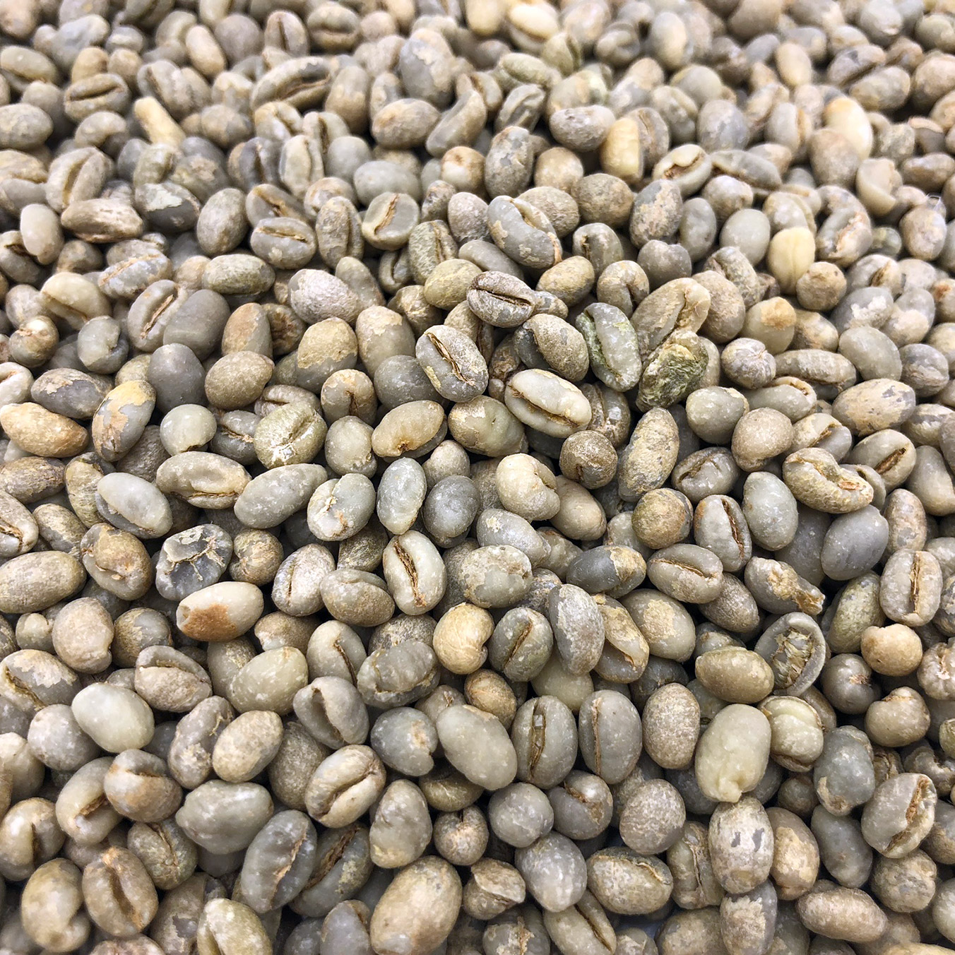 East Asian Green Coffee Beans Coffee Bean Corral
