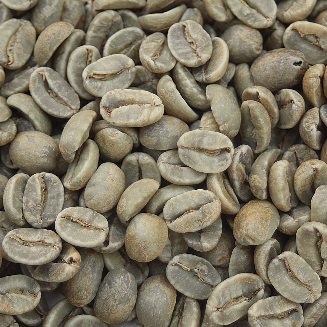 Kona Green Coffee Beans Coffee Bean Corral
