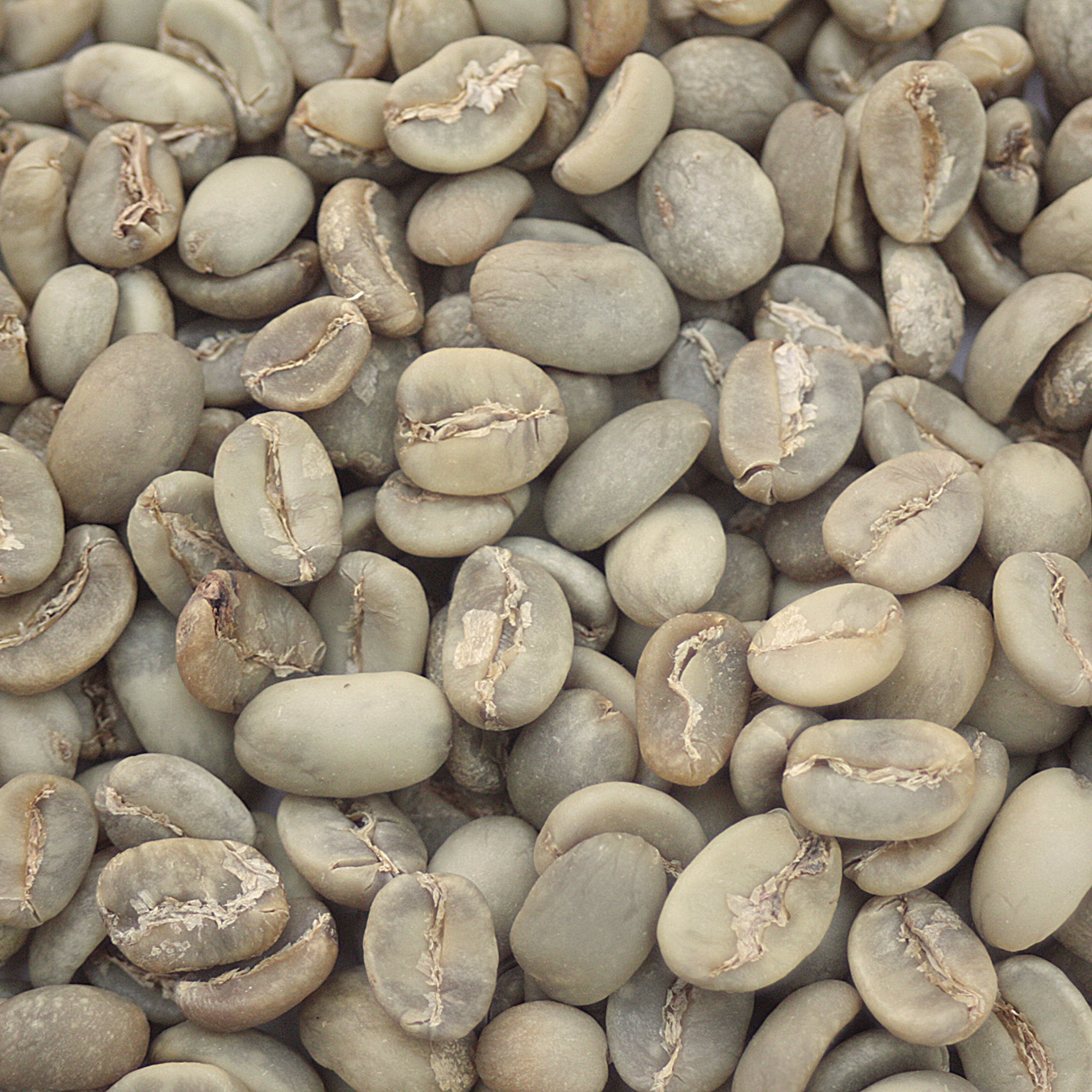 Sulawesi Kalossi SULAKALOSSI