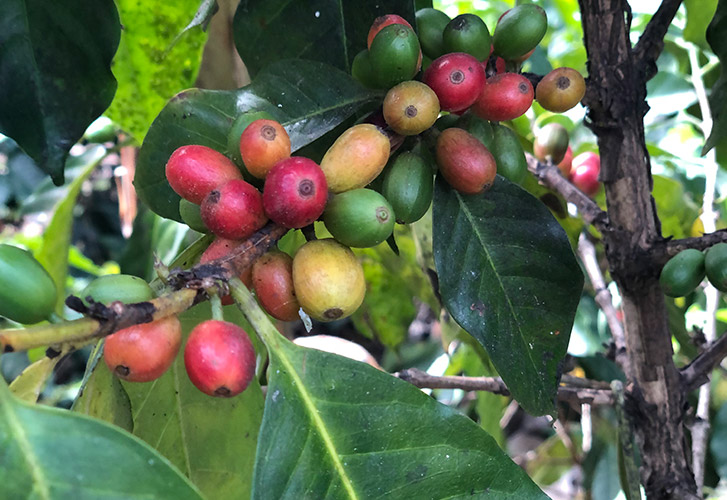 5 Tips to Make Abuela Approved Dominican Coffee