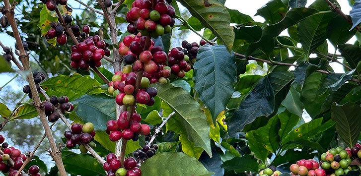 Coffee plant