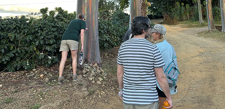 People explore a path in the forest