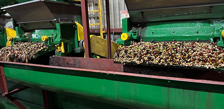 Coffee processing