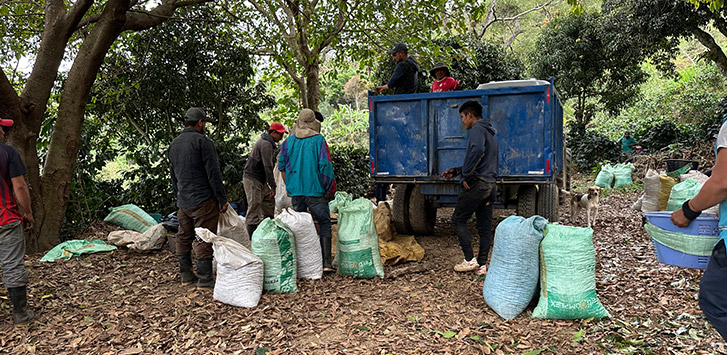 Men put burlap bags in a blue truck