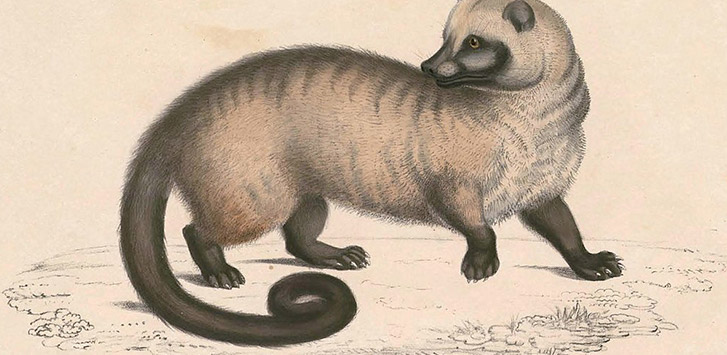 Kopi Luwak - The World's Most Expensive Coffee Beans