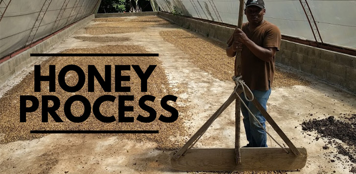 No Honey in Honey Process Coffee?!