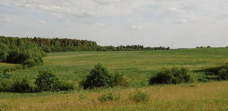 A lush, green meadow