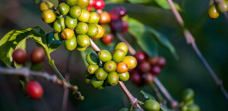 Coffee plant