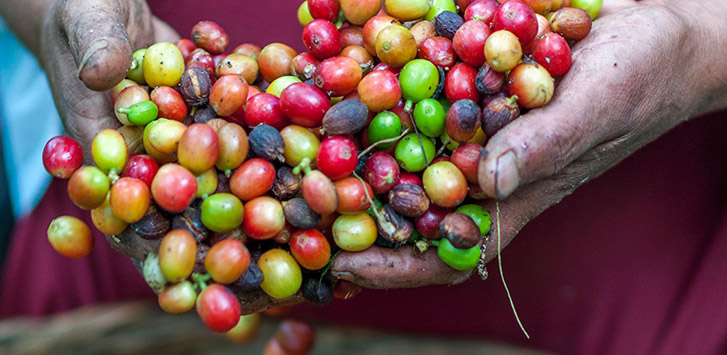 CBC Guide: El Salvador Coffee