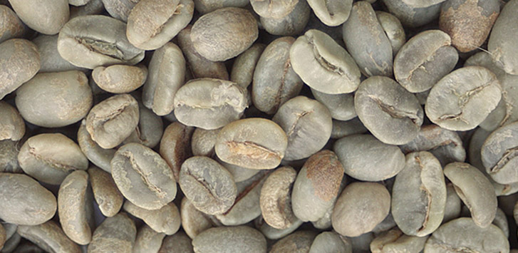 Mexican unroasted coffee beans