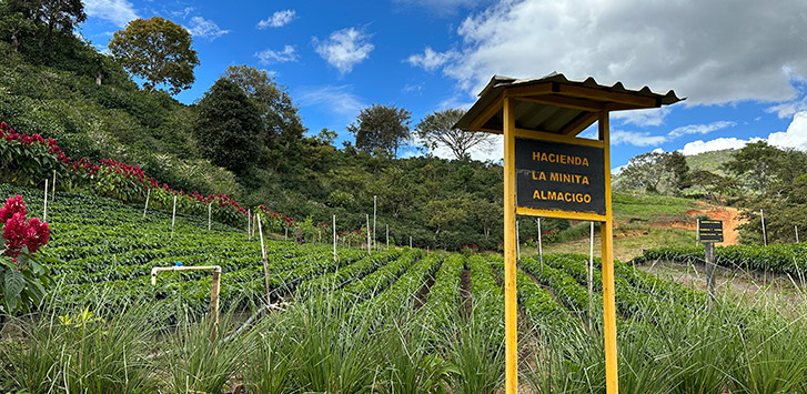 Hacienda La Minita coffee field