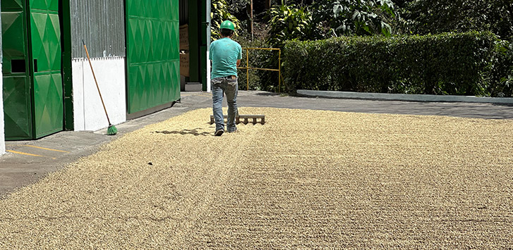A man rakes unroasted coffee beans 