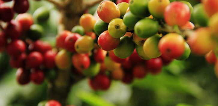 Ripening coffee cherries on the branch