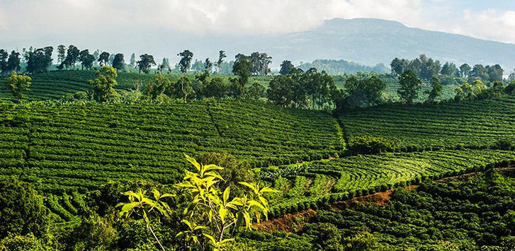 Java Coffee isn't just Coffee, It's an Island too