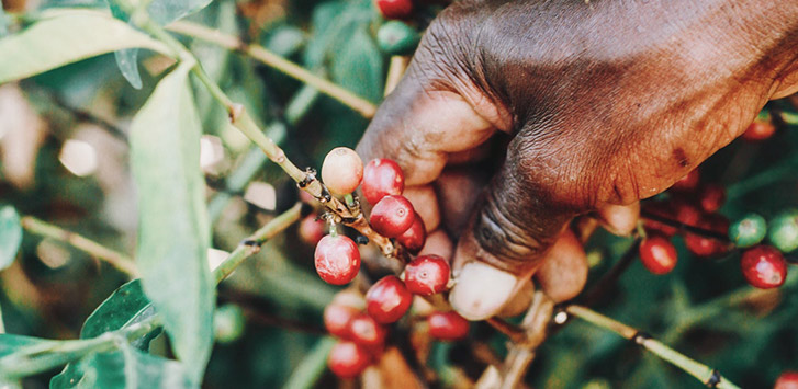 Introducing Our Latest Rwandan Coffee!