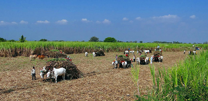 A group of people walk next to donkeys pulling carts through a field