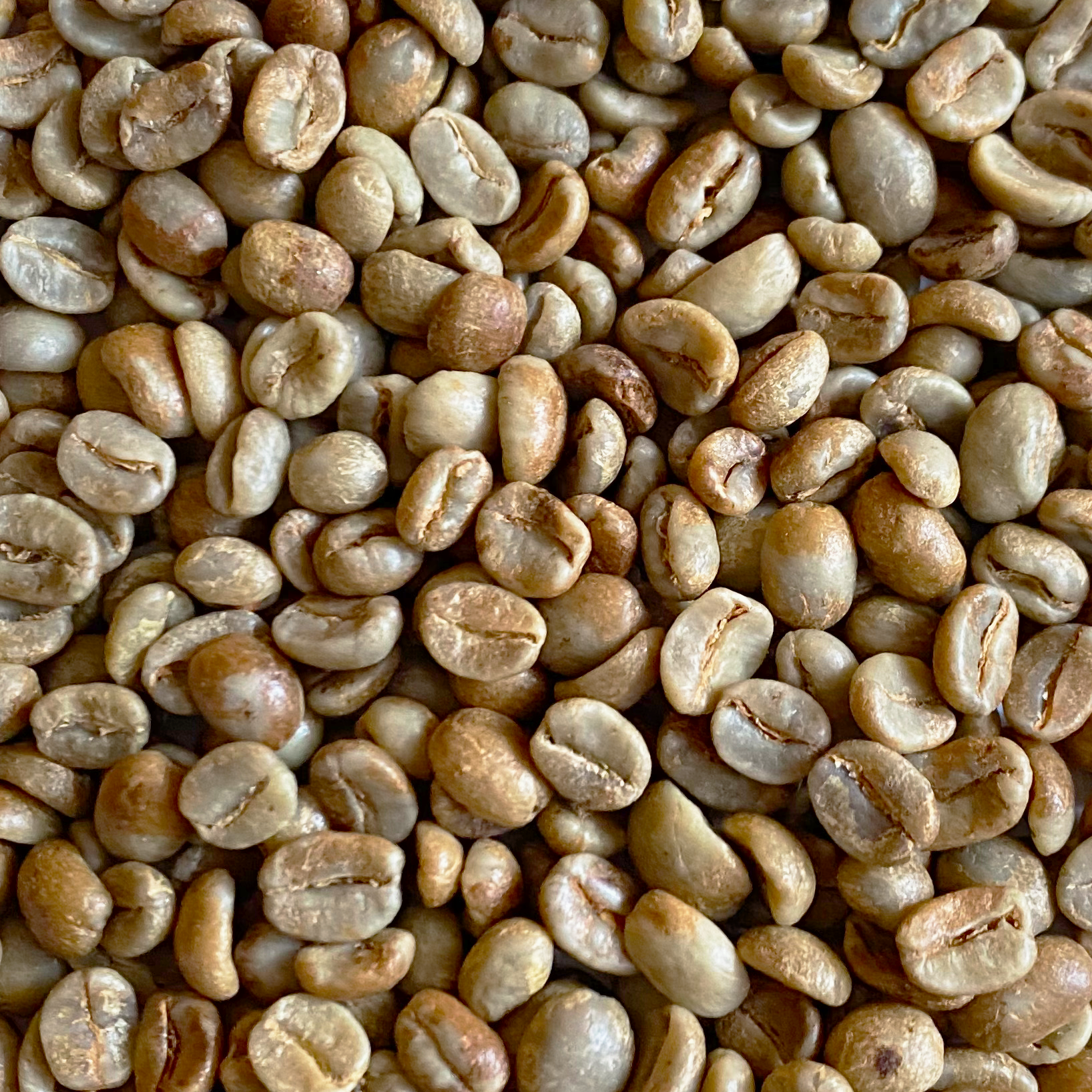 Honduras Organic 18 Rabbit Red Honey Process