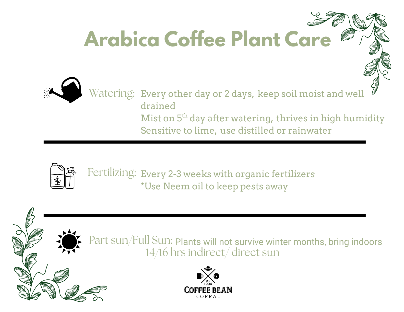 coffee plant care directions