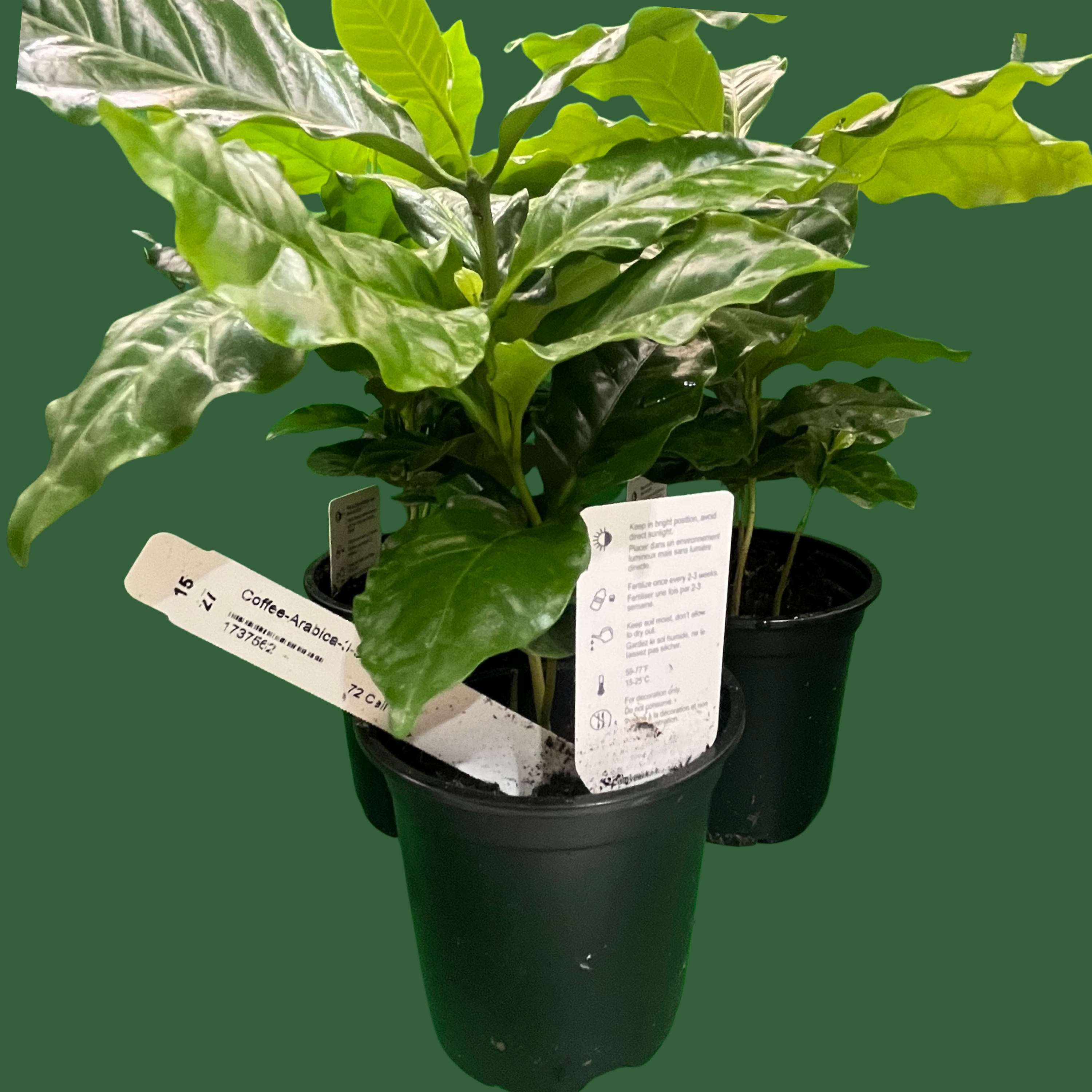 Arabica Coffee Plant - 2 Pack COFFEEPLANT2
