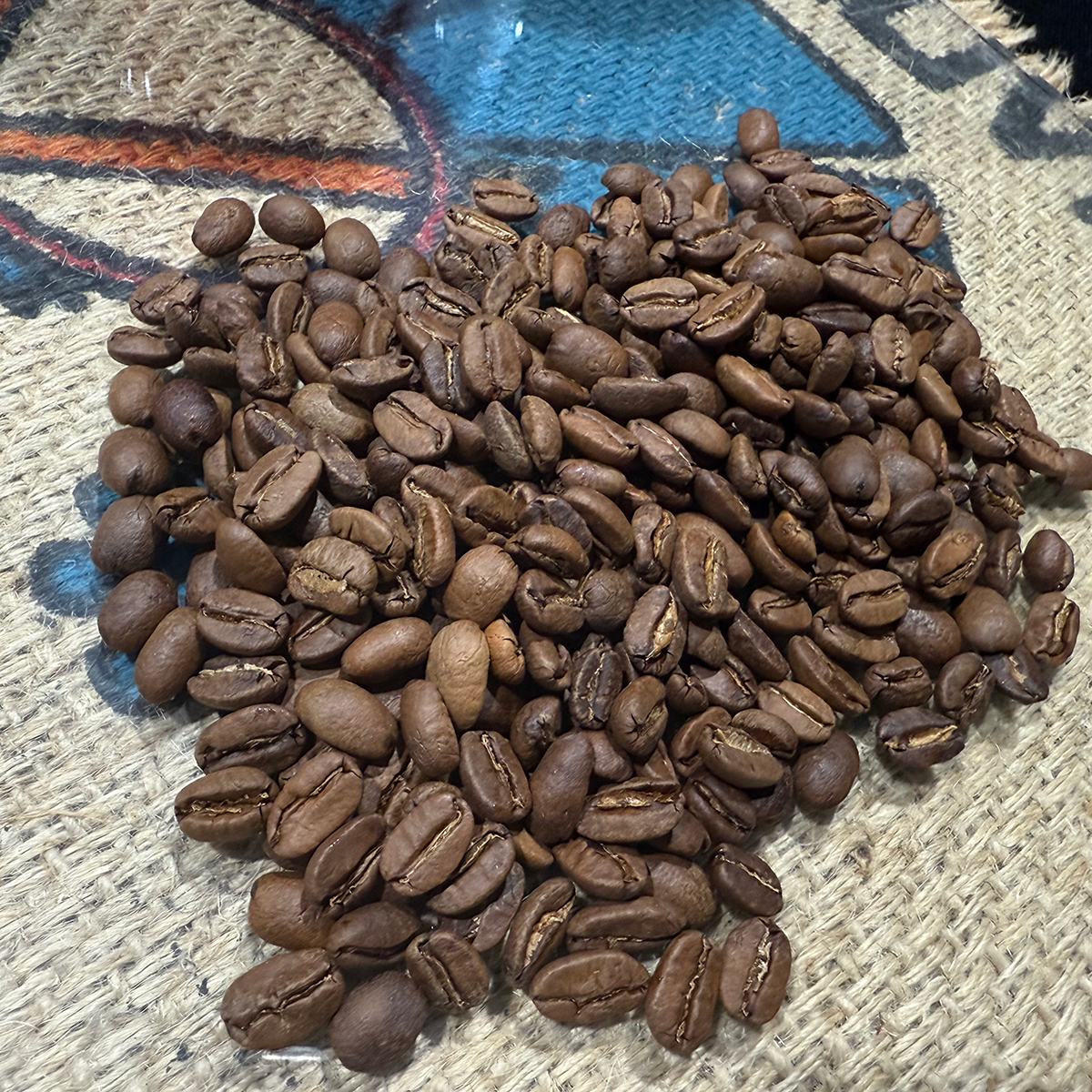 Medium-roasted Dominican Republic Red Honey coffee beans with even brown color and smooth matte surface.