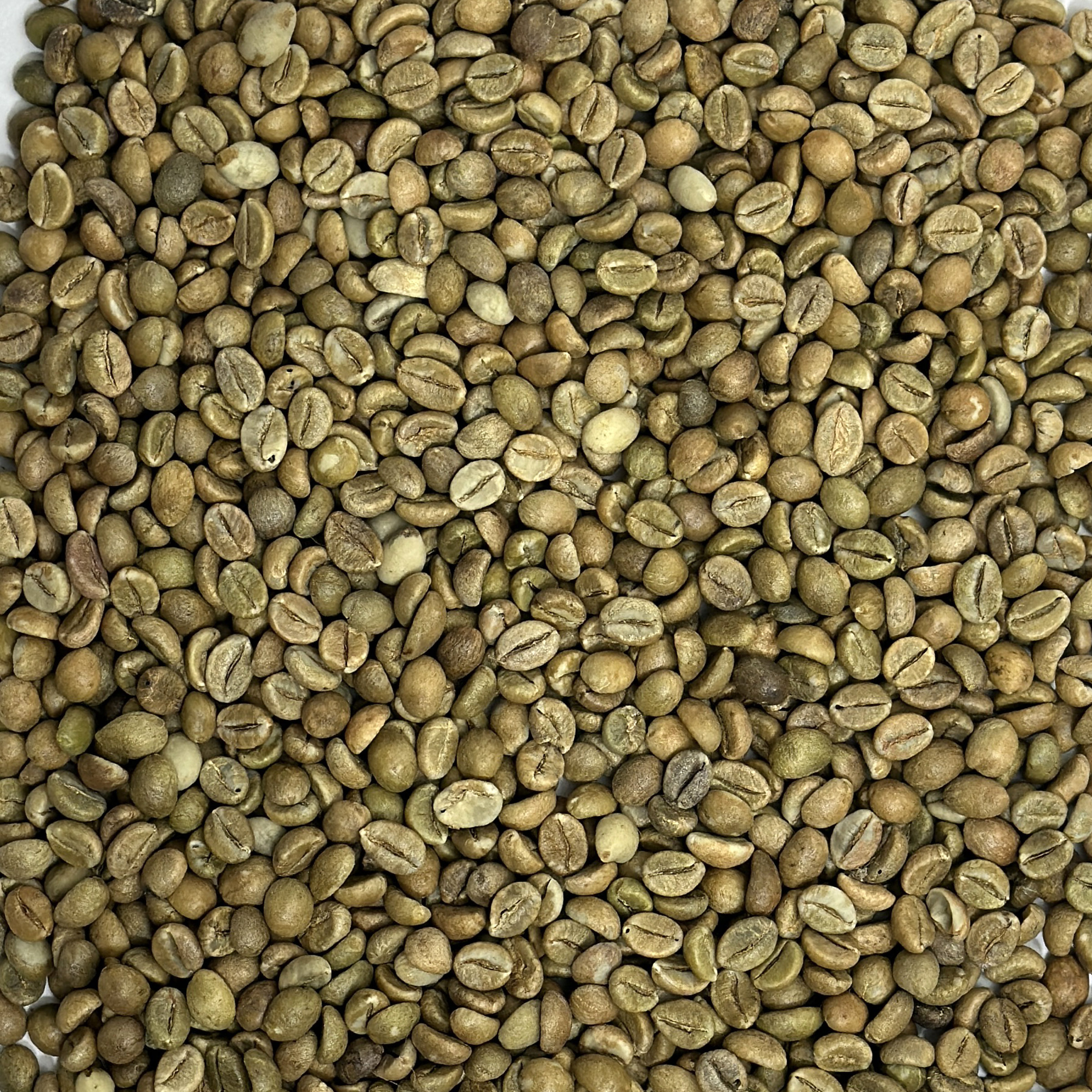 India Cherry Robusta