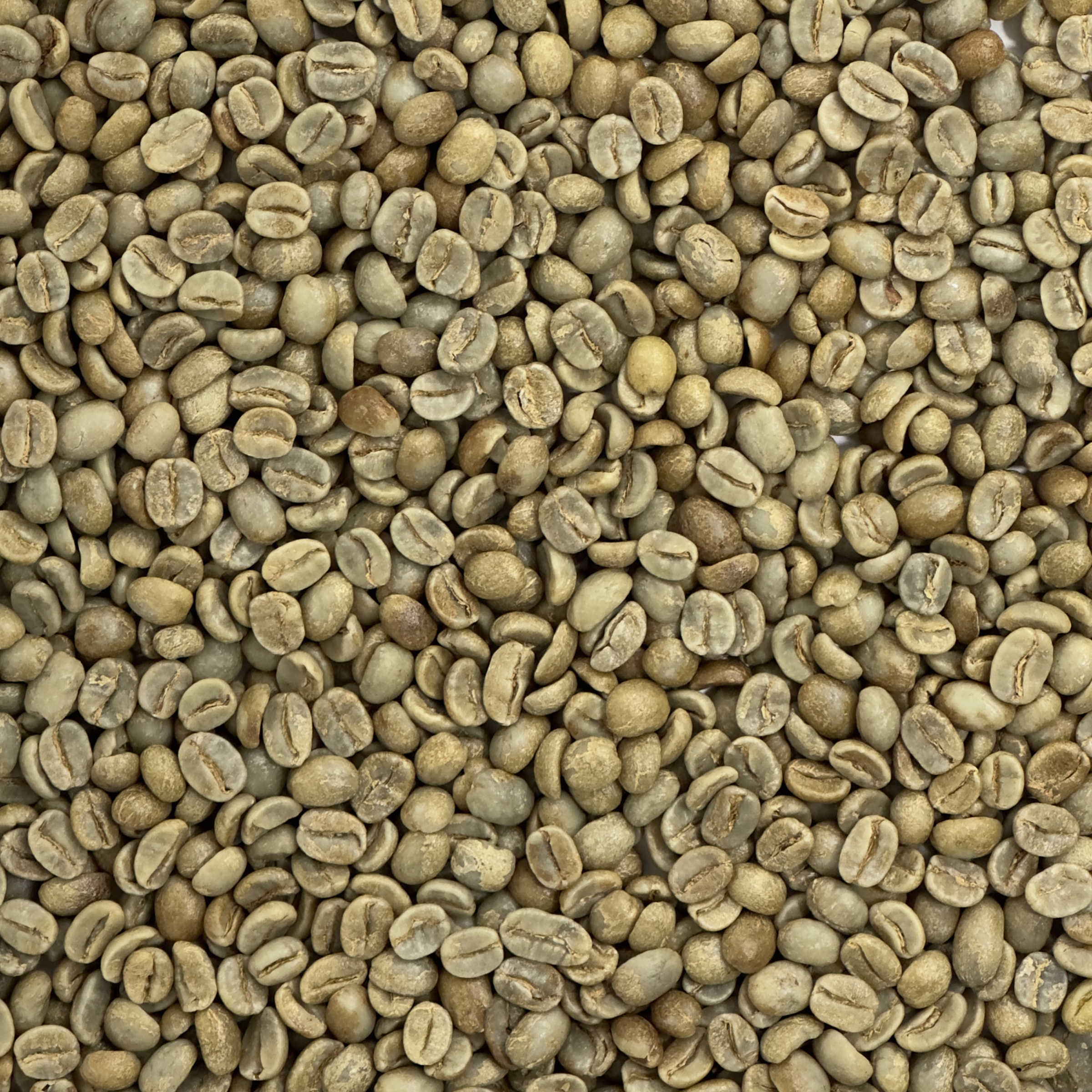 Honduras: Organic 18 Rabbit Yellow, Marcala HON18ORGYLWHONEY