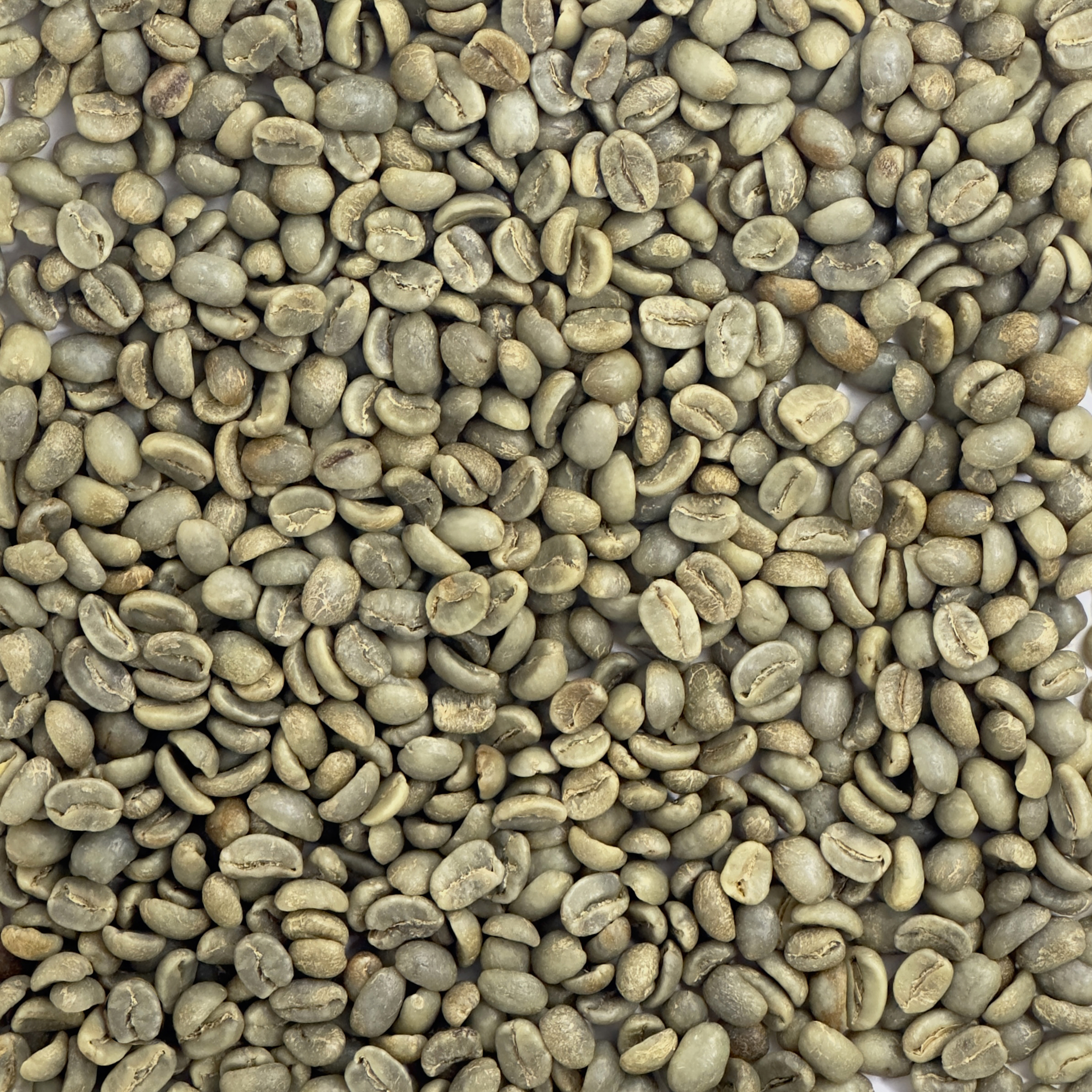 Honduras: Organic 18 Rabbit Washed, Marcala HON18RAB