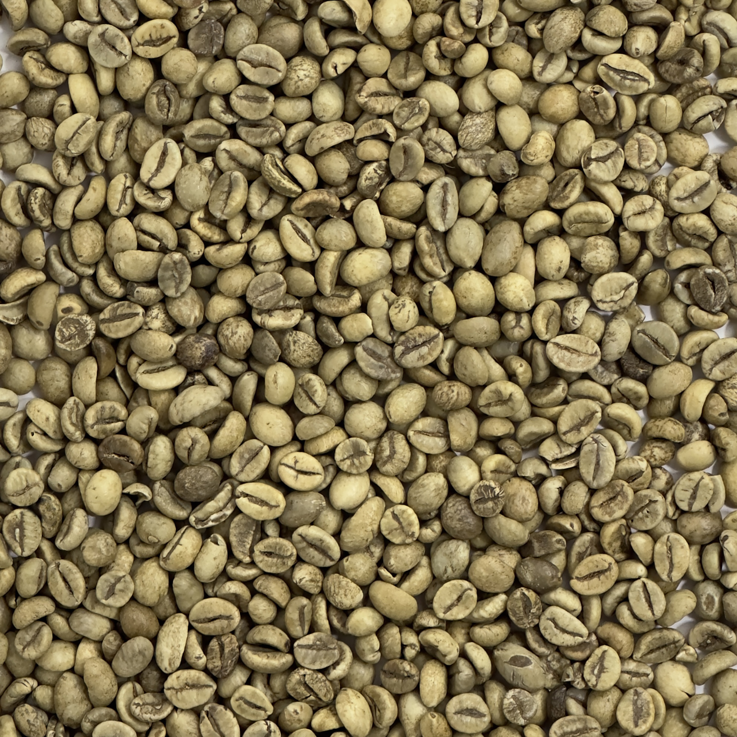 Guatemala: Robusta, Chimaltenango GUATROBUSTA