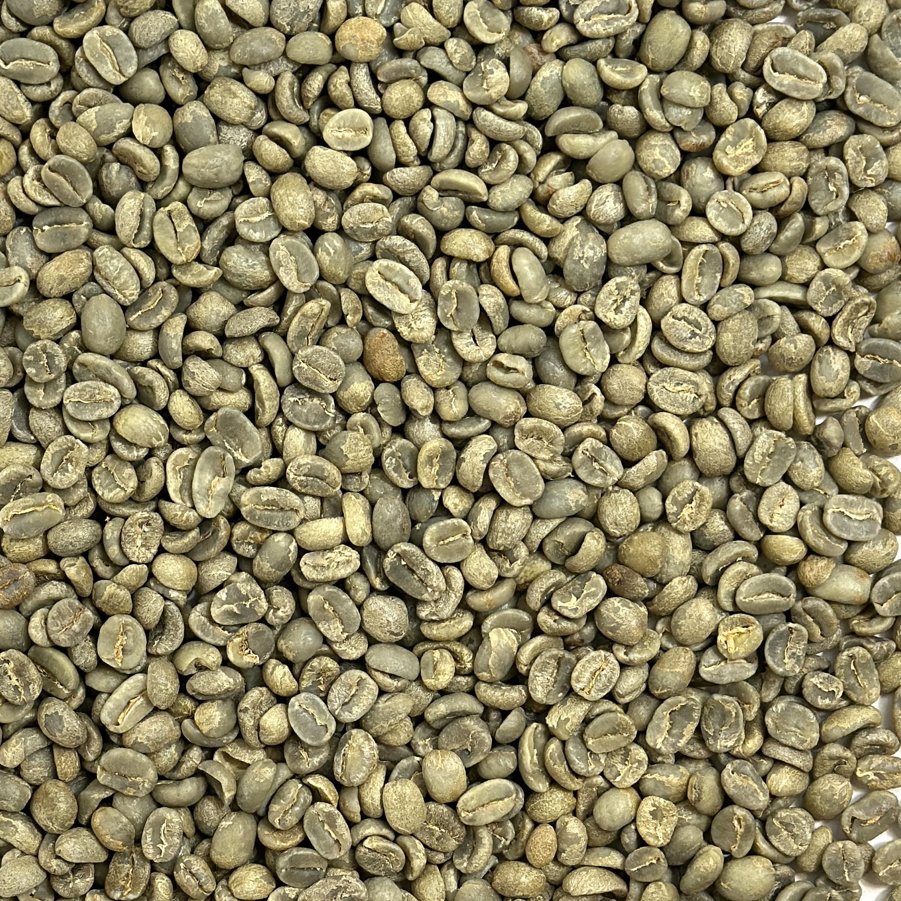 Guatemala: Organic Asdecafe SHB, Huehuetenango GHO