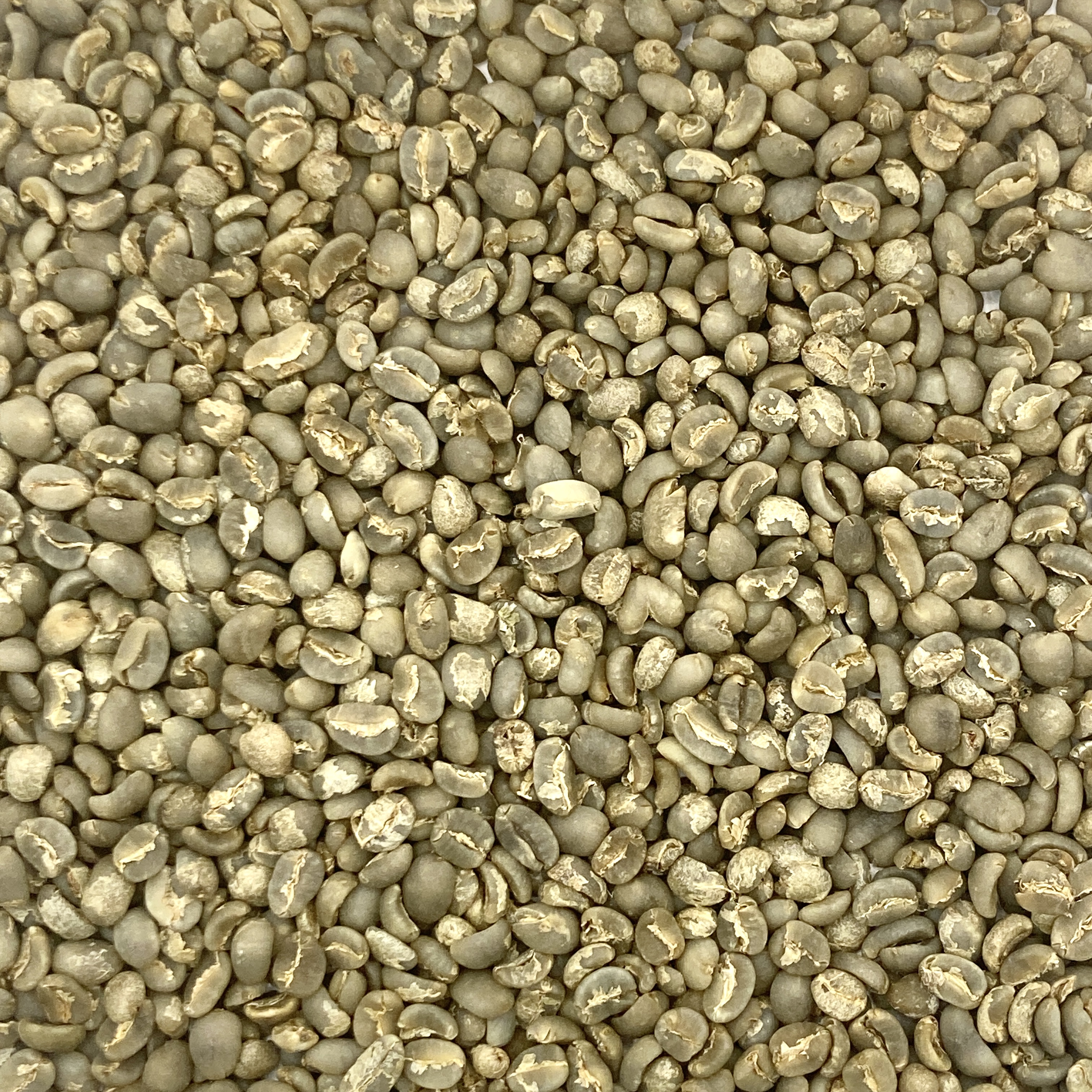 Sumatra: Tiger, Lintong SUMTIGER