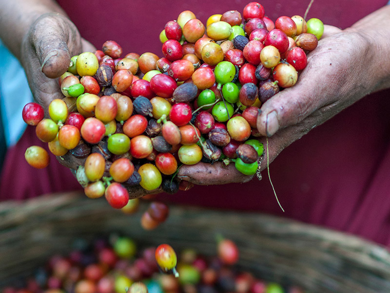 coffee bean cherries in hand