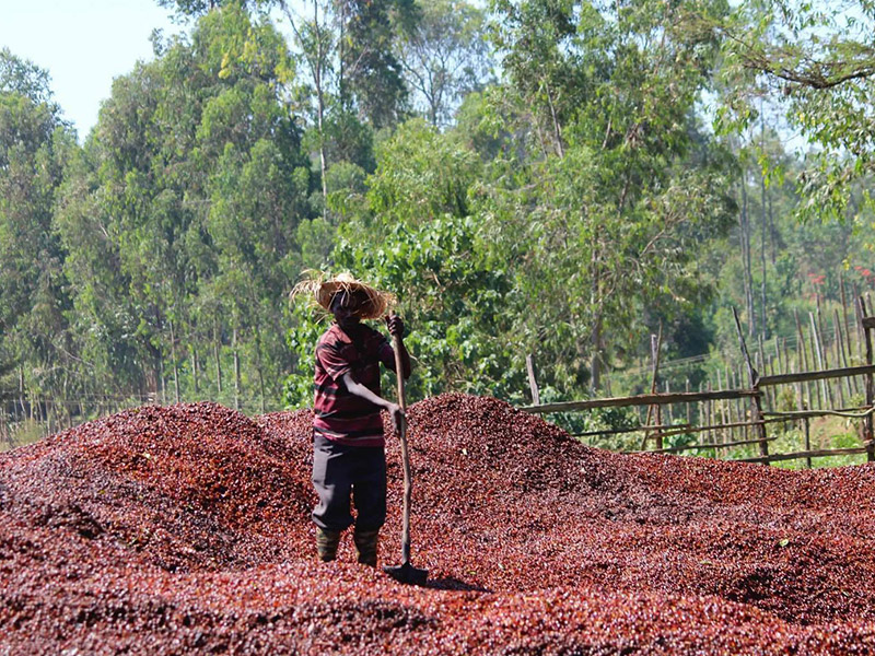 coffee bean farmer