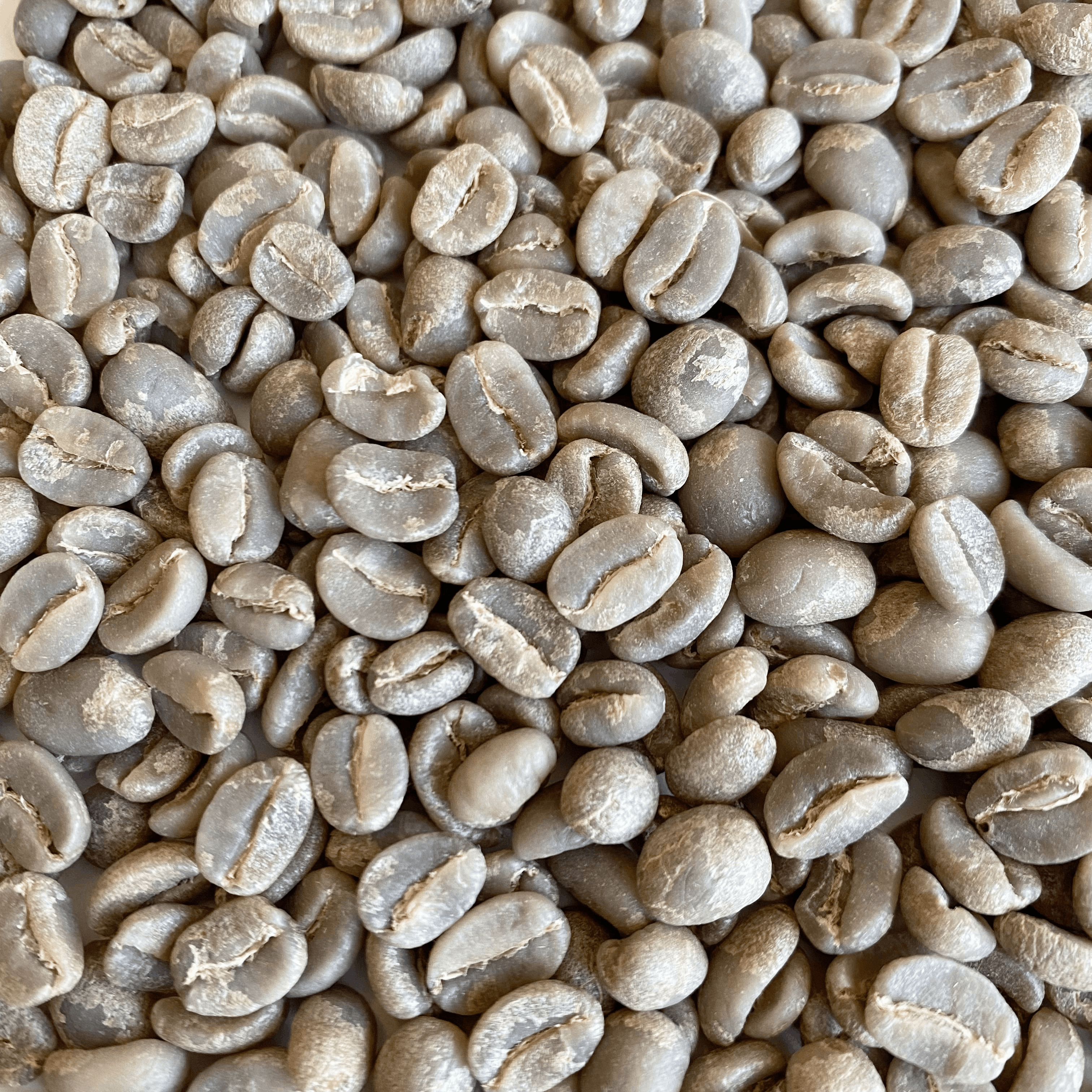 DR Congo Organic Mapendo Washed