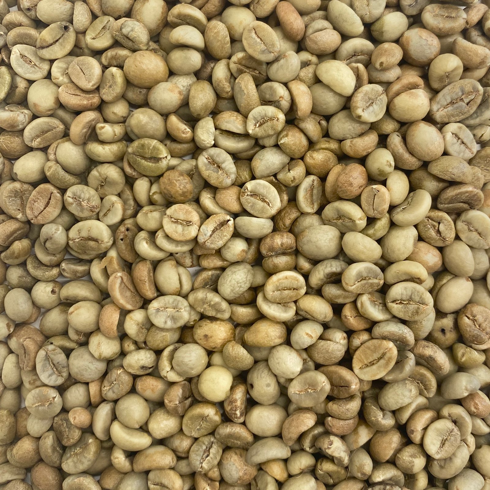Guatemala Robusta Washed GUATROBUSTA