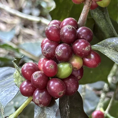 cluster of red coffee cherries