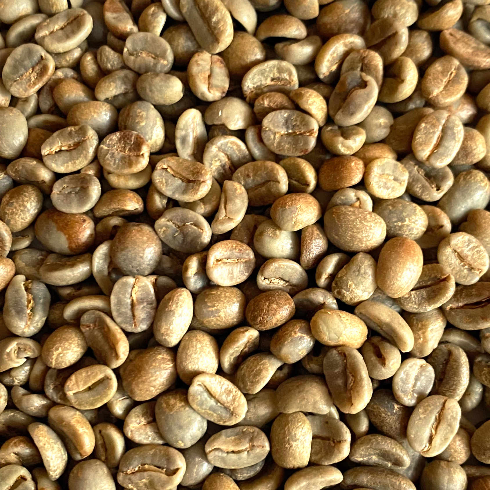 Honduras Organic 18 Rabbit Yellow Honey Process
