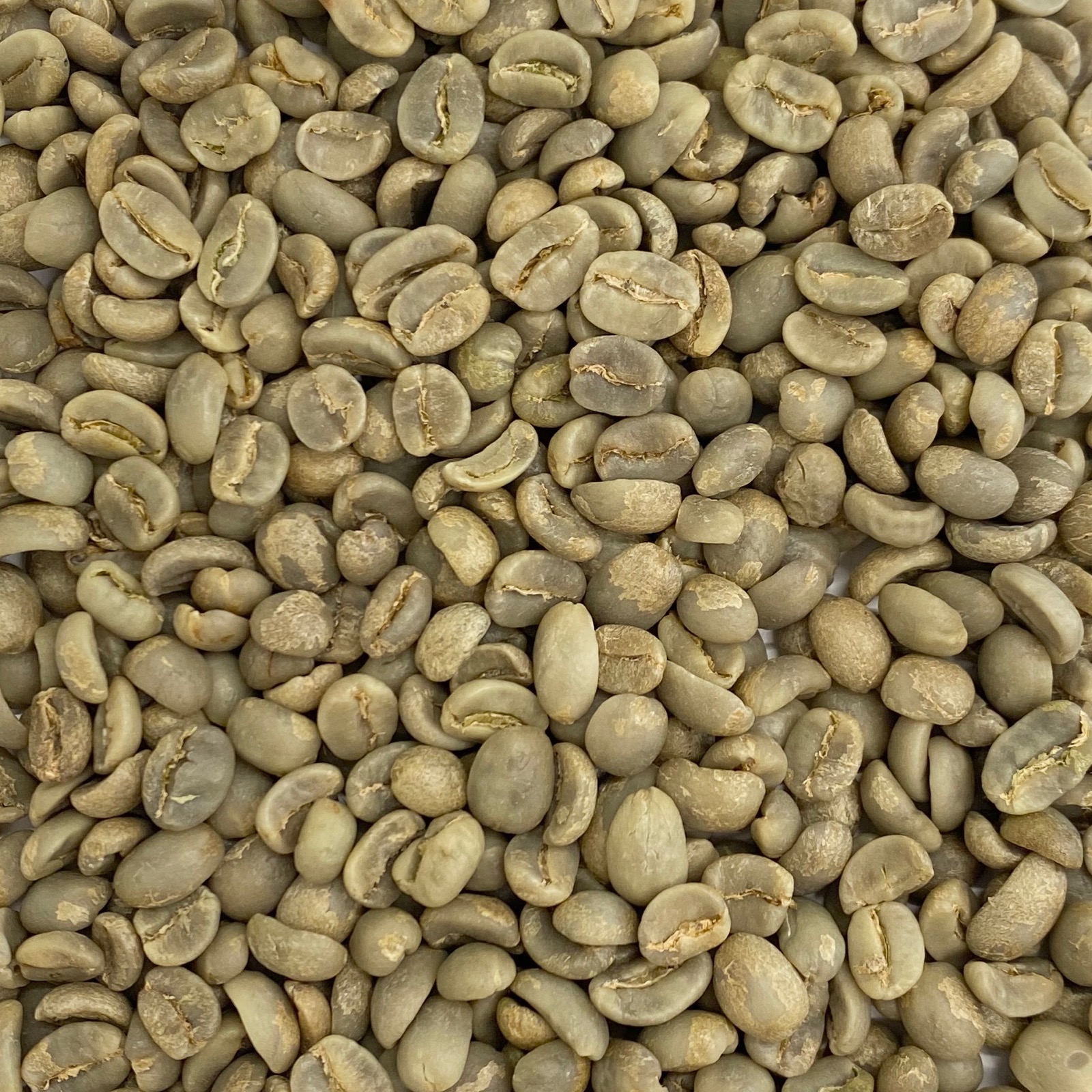 Honduras Kingdom Growers